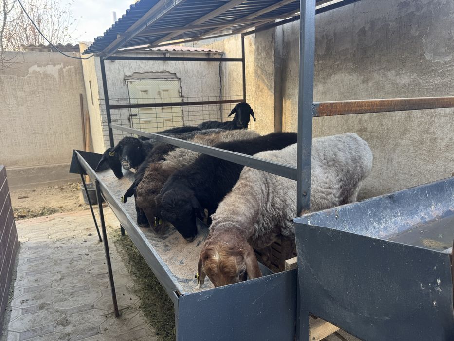 Қой сатылады, құртаев жақта