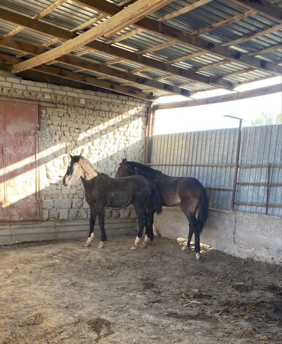 Жылқылар сатылады