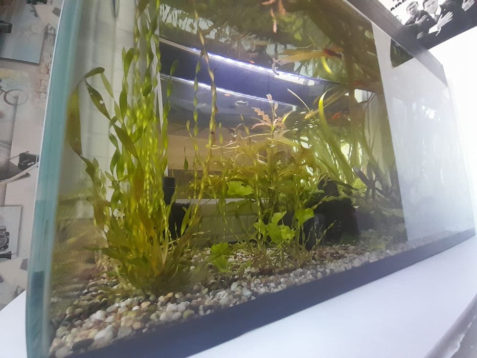 Аквариумные растения