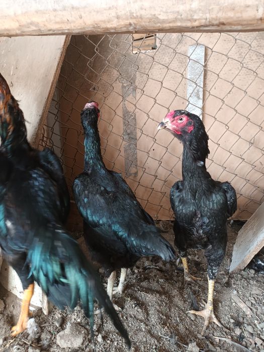 Дакан товуклар сотилади