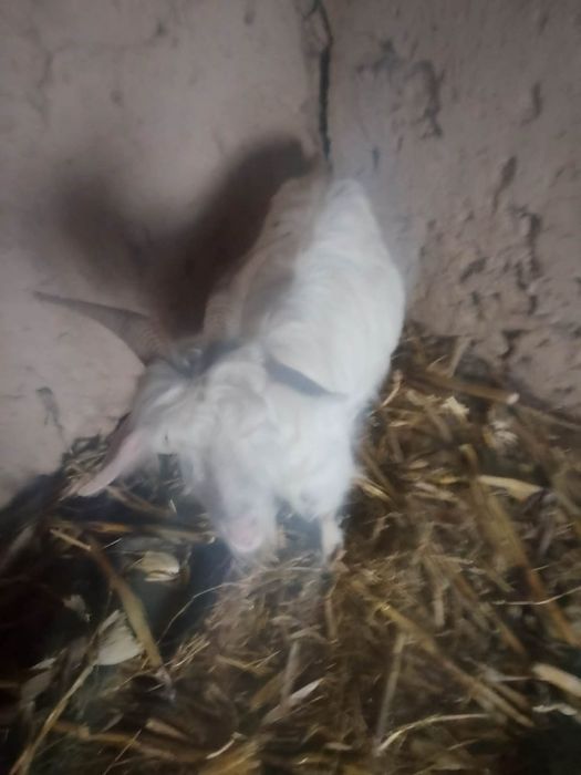 Vând 2 capre tinere