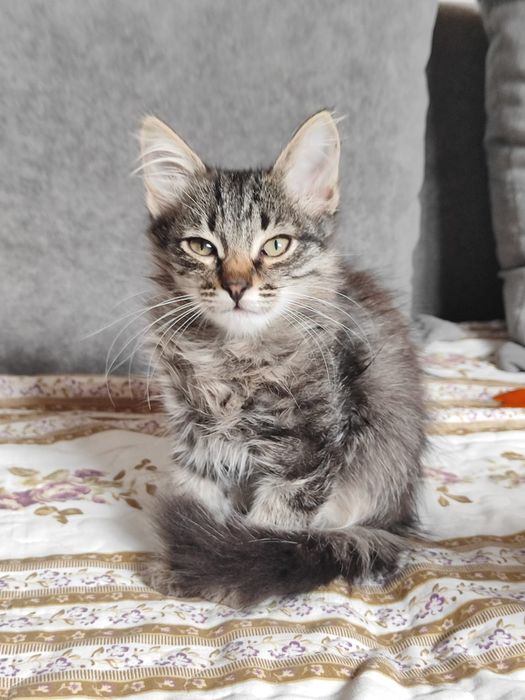 Отдам котят в добрые руки