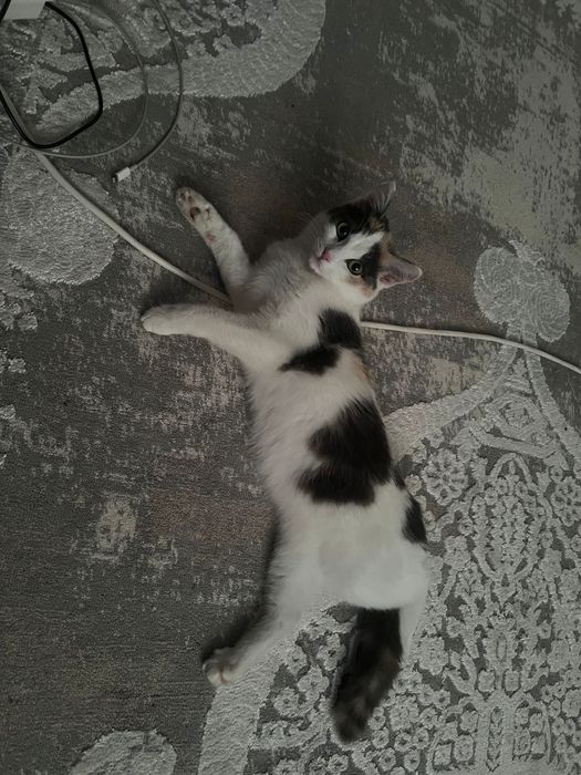 Одам кошку в хороший руки