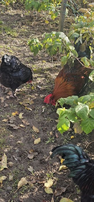Cocoș Marans negru arămiu