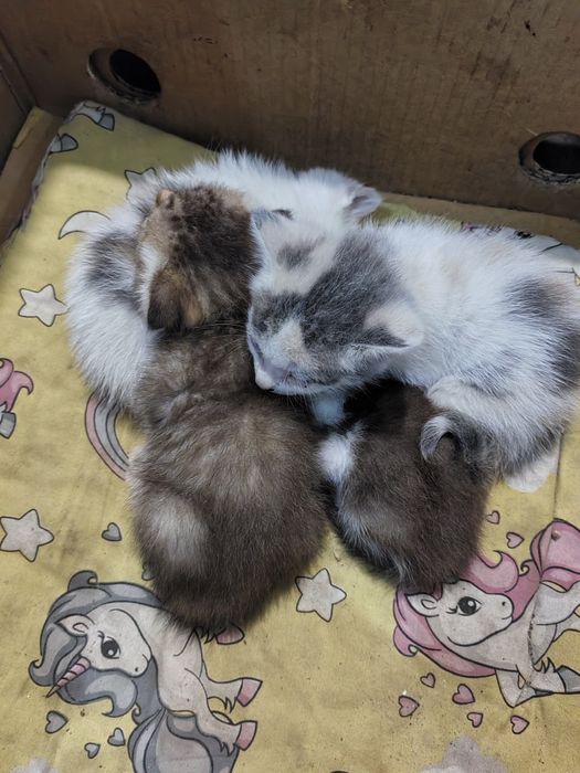 Котята , Мысықтар