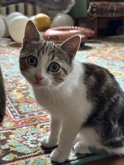 Кастрированый котик