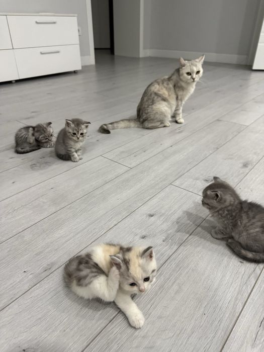 Продам котят Британцы
