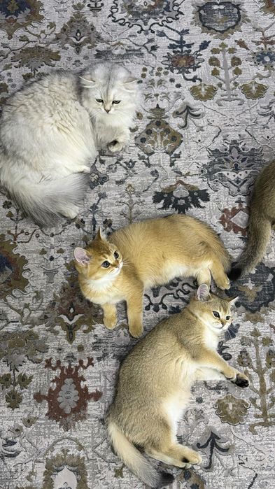 Котята Золотые Шиншиллы