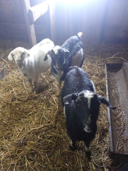 Продам. Козёл . 30тыс . 100тыс.