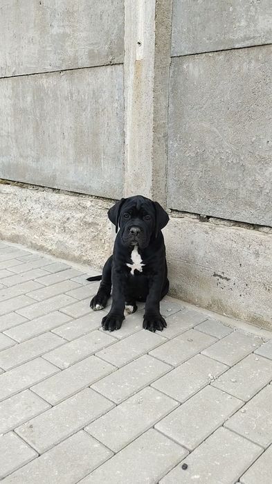 Cane Corso Italiano
