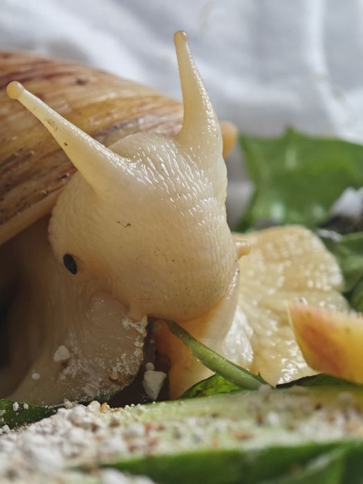 Улитки Ахатины Альбино