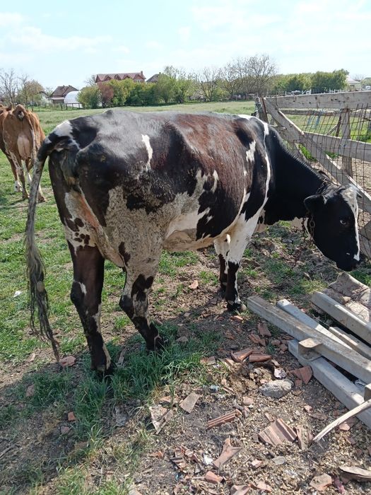 Vand 2 vaci cu lapte