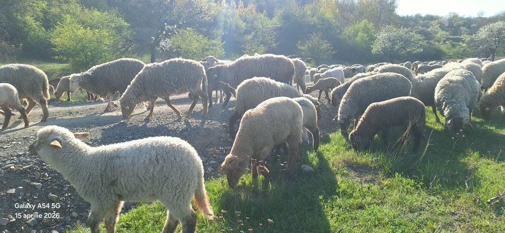 Miei tigaie ruginie