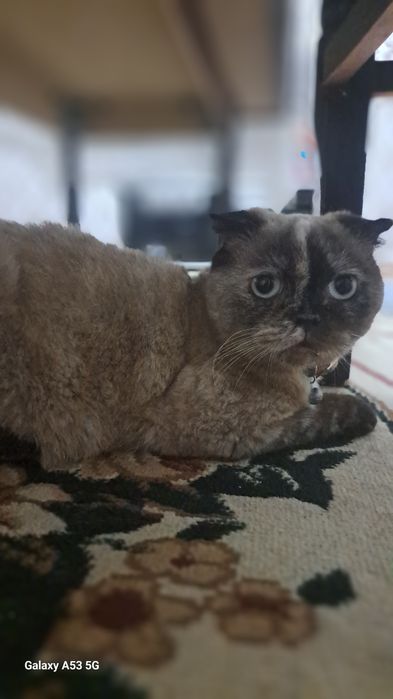 1.5 yosh qiz bola sog'lom