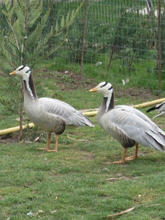 Gâște indiene tinere