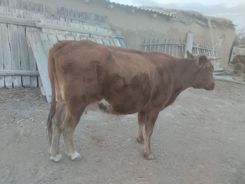 5 жасар сиыр сатылады