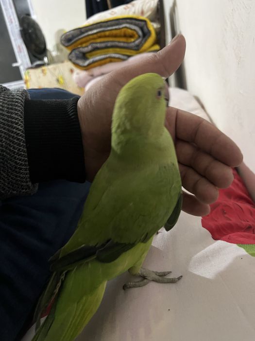 Срочно продам ожирелье ручной