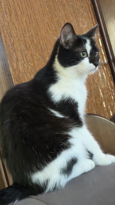 Кошка кошка кошка