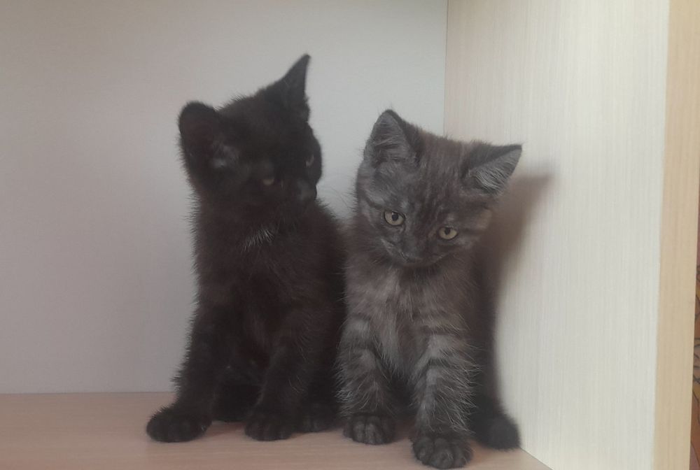 Отдам котят в добрые руки