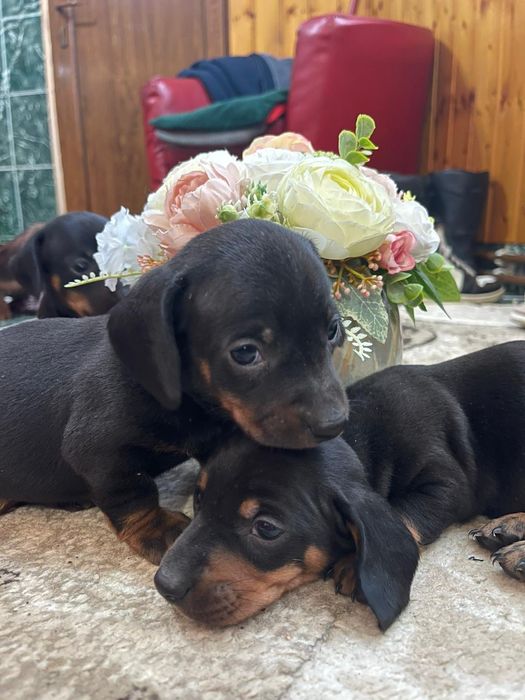 Catel Teckel Dachsund