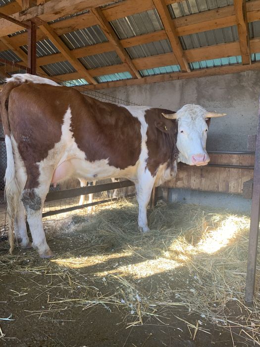 Vând vacă și vițea