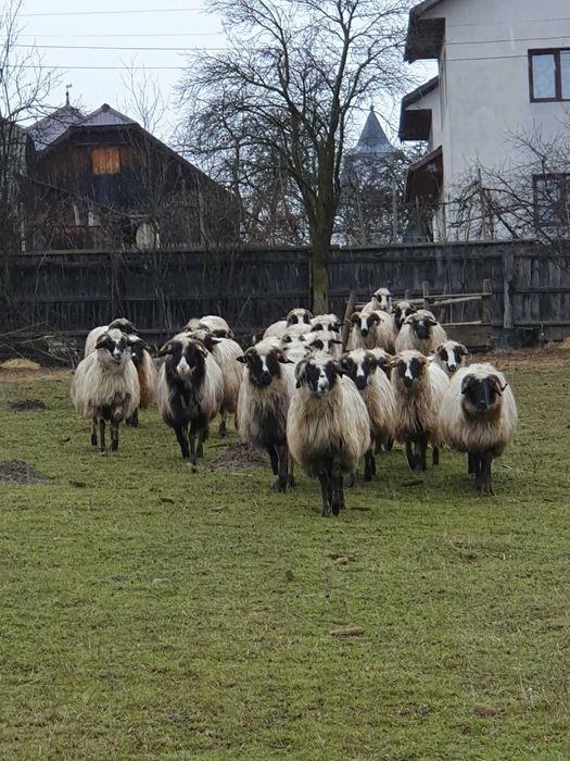 Vand oi. Detalii la numarul din anunt
