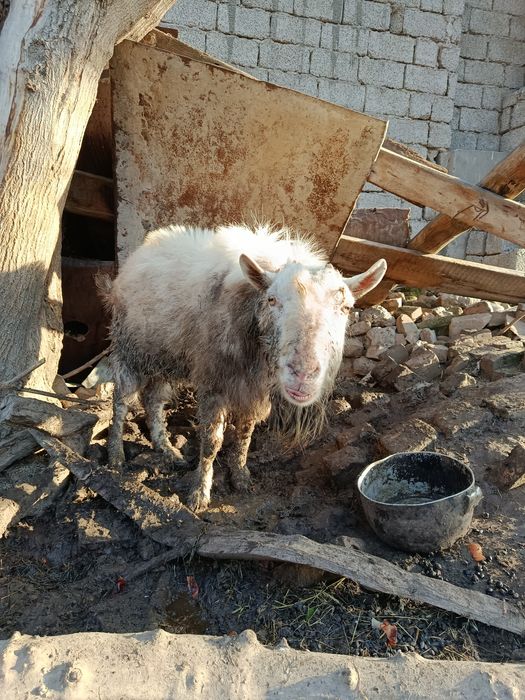 Продаётся козёл ему 4 года на мясо цена 5 млн и цена договорная