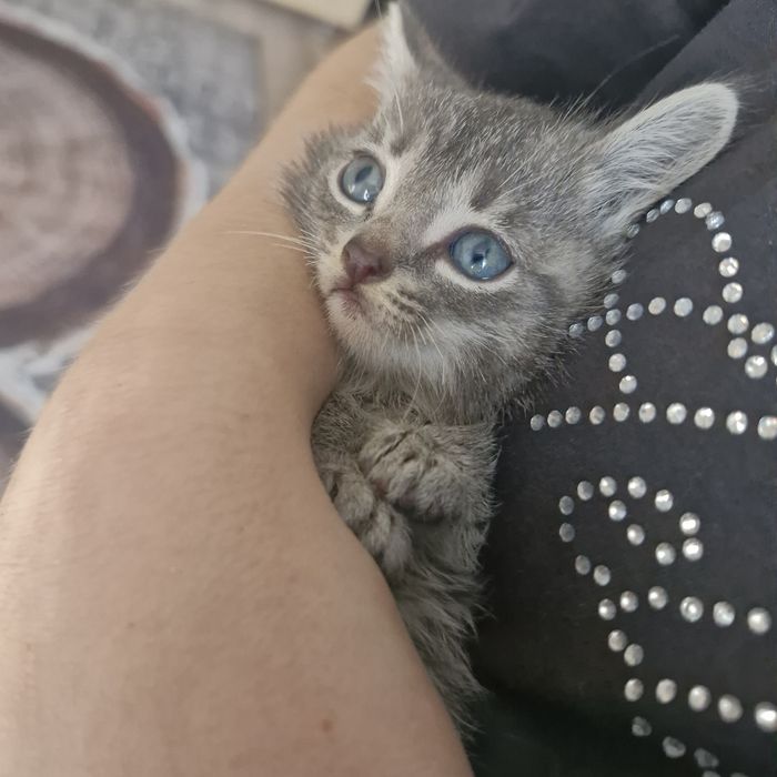Продам котят 1,5 месяц