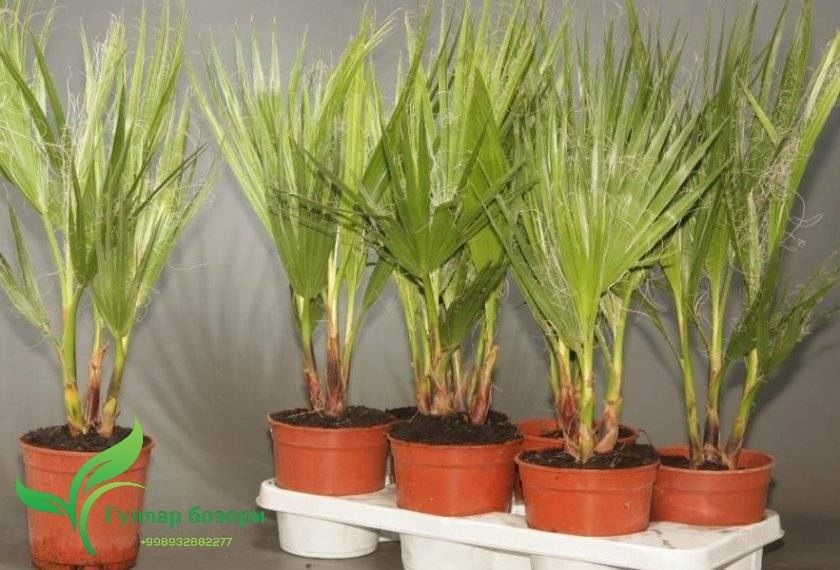 Вашингтония фото в домашних условиях Вашингтония фото в домашних условиях