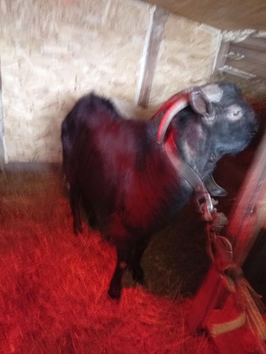 Vând  sau schimb tap de rasa murciana