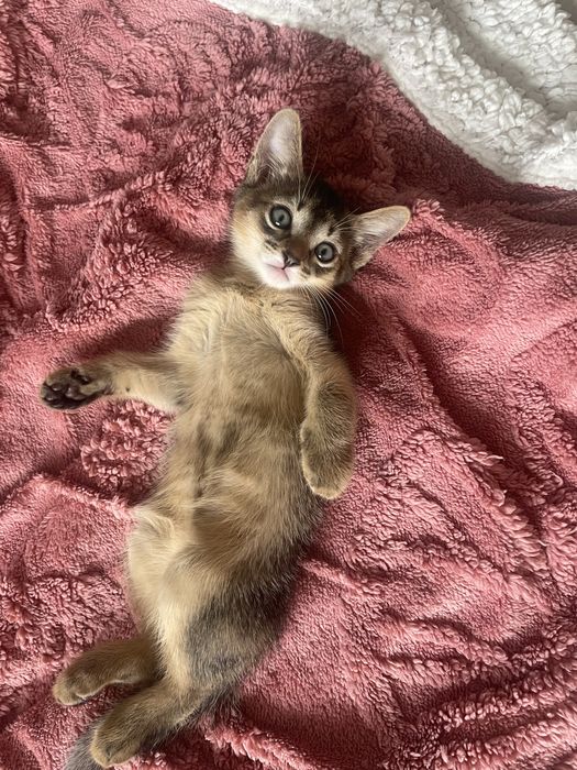 Абисинский котенок
