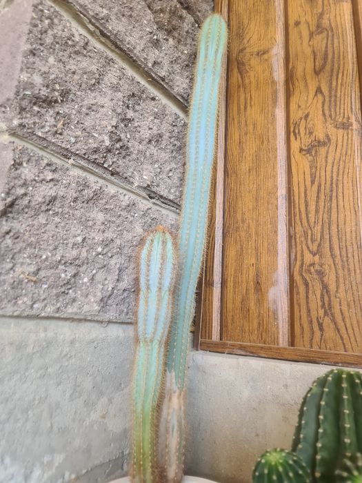 Кактус вместе с горошком