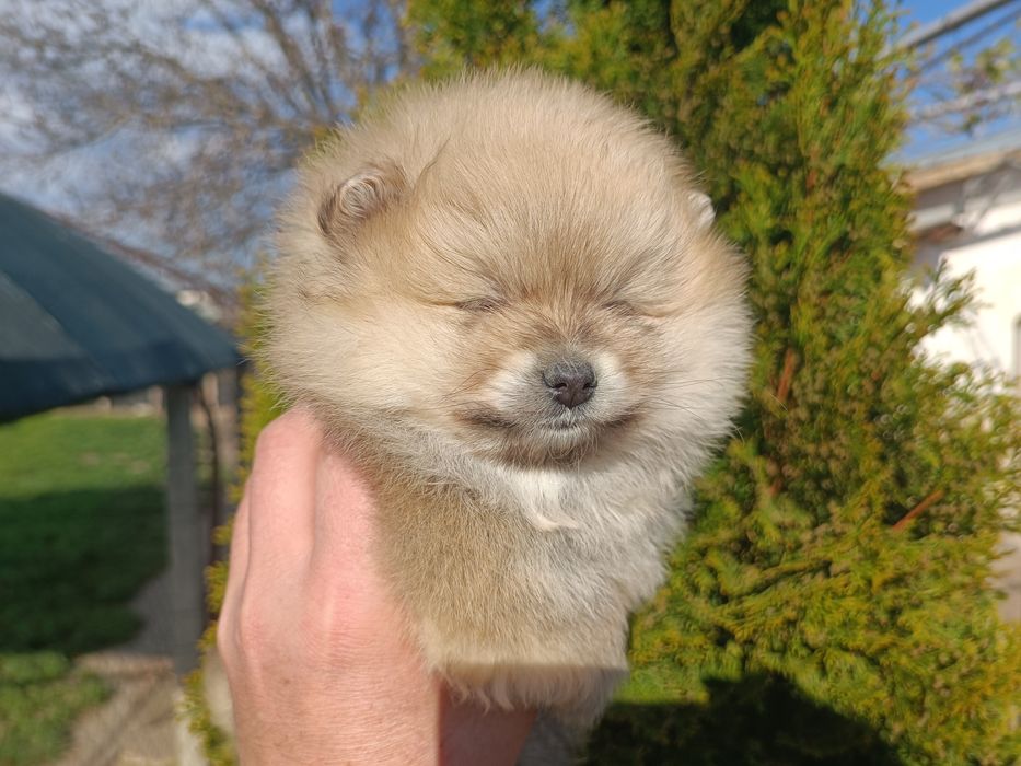 Померан/Померани