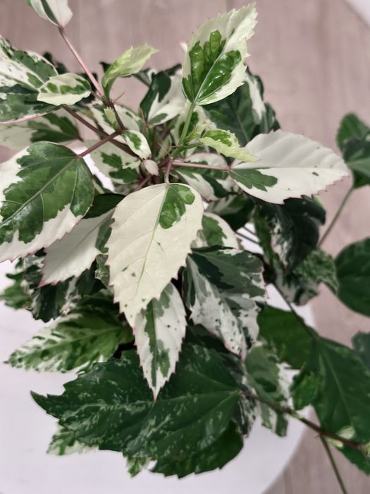 Вариегатный гибискус