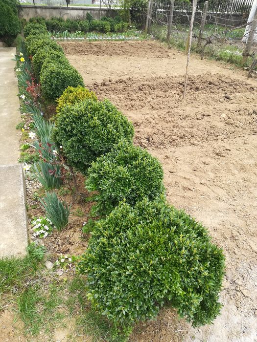 Продавам чемшири за красиви градини