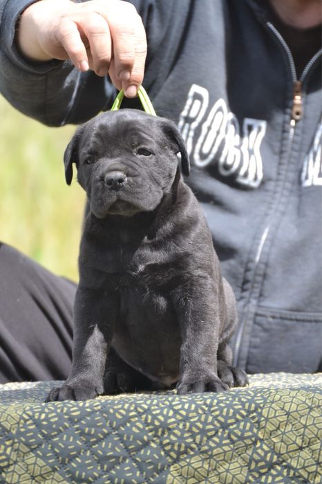Cane Corso Cuib cu pedigree