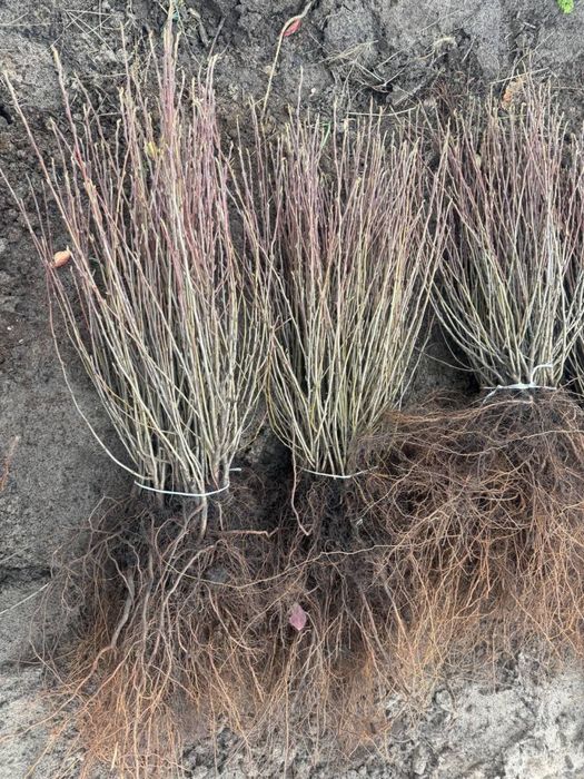 Кизильник Блестящий