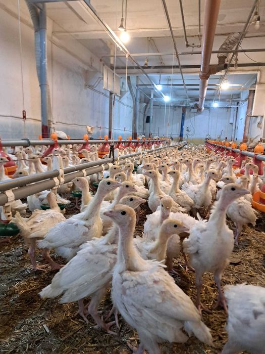 Vand curci de carne  4 saptamani, vaccinuri la zi,  1,4 kg media