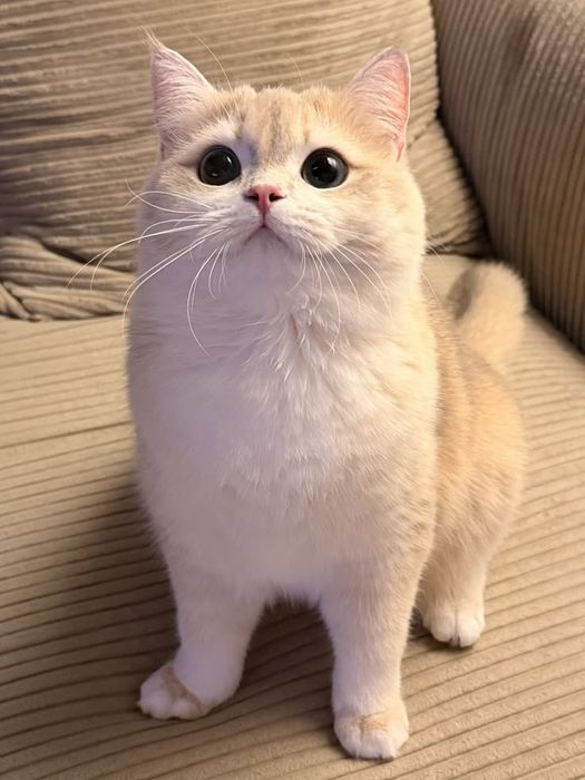 британская шиншилла кот