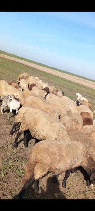 Vând oi și capre sau schimb cu vaci‼️