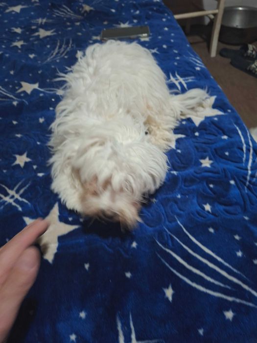 Cîine Bischon Maltez