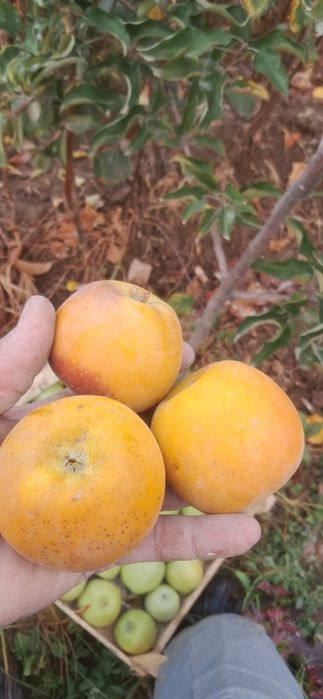 Mevali ko'chatlar sotamiz garantiyalik