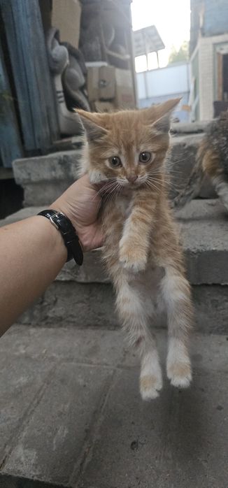 Отдаю в хорошие добрые руки котиков