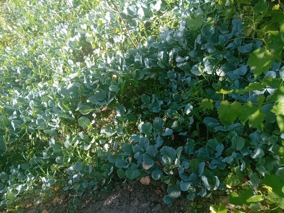 Poliz ekinlar mevalar