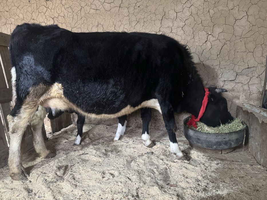 Бұзпулы сиыр 3 тума