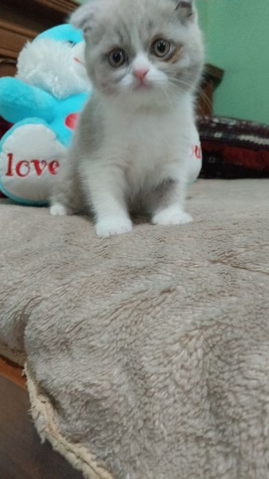 Mushuk bolalari sotiladi