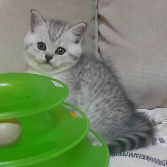 Продаются шикарные котята скотишстрайт,шиншилла.