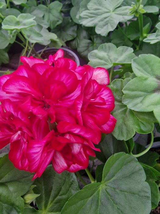 Flori de gradina si muscate