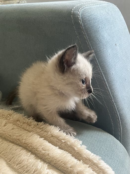 сиамский котенок,девочка, 1 месяц