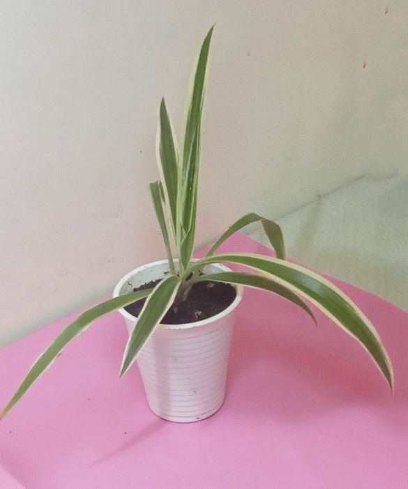 Продам. Ускорененные отростки.